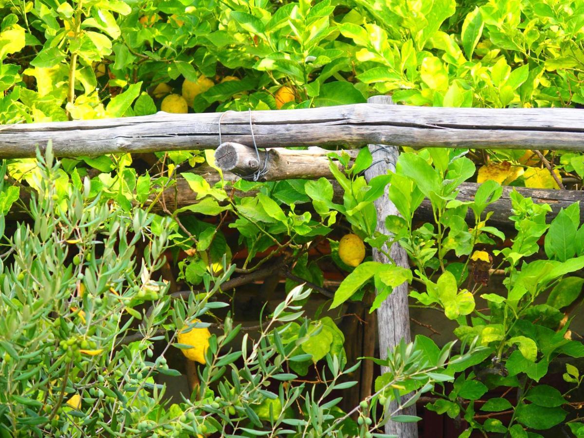 Giardino Sul Mare Daire Amalfi Dış mekan fotoğraf